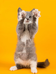 Cute gray kitten funny and fun playing and dancing on a yellow background.