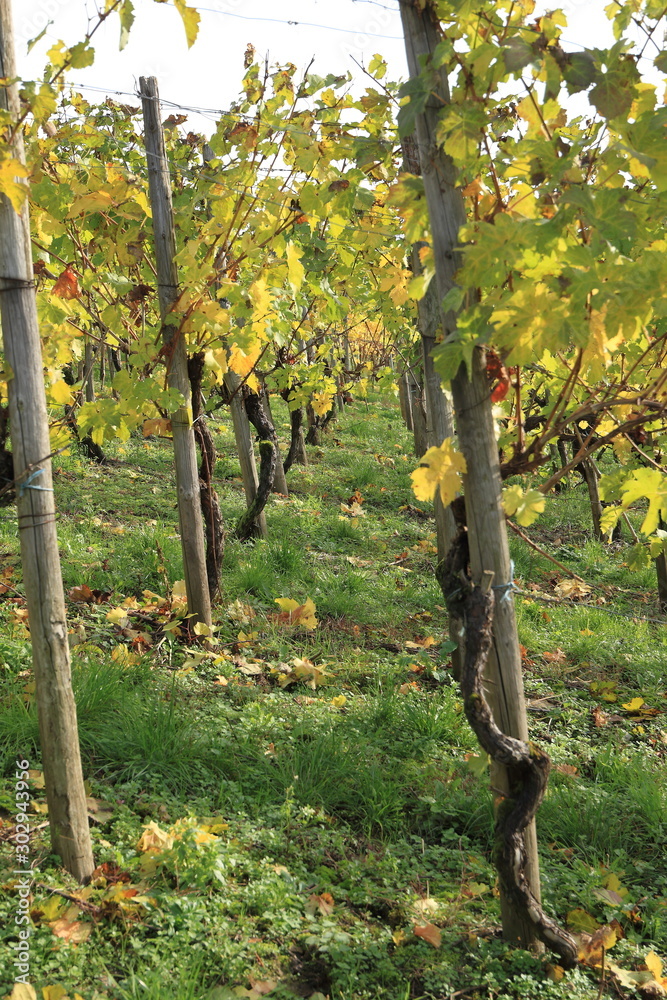 Canvas Prints Vignoble à Nittel