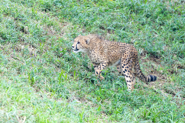 チーター, 子ども