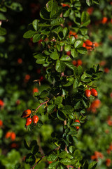 Close up view of dog rose branch with red berries and green leaves