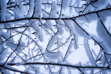trees branches full of snow