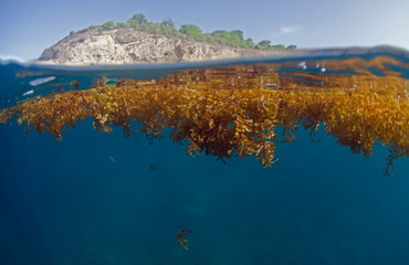 algue sargasse antilles caraibe
