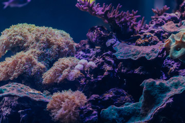 Beautiful Live Corals in water
