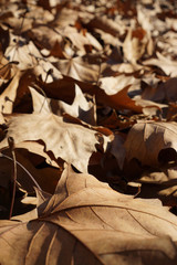 Dried yellow maple leaves on the ground  in autumn.