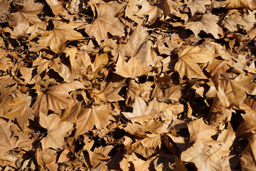  Dried maple leaf in autumn