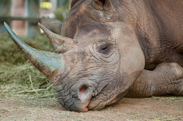 Fototapeta premium Sleeping black rhinoceros in South Africa 