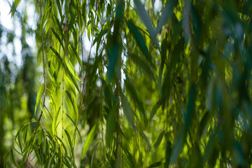 Close up view of willow tree branches with sunlight