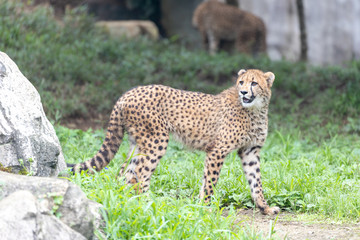 チーター, 子ども