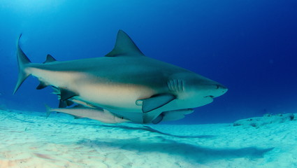 requin bouledogue