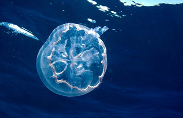 m&eacute;duse en pleine eau