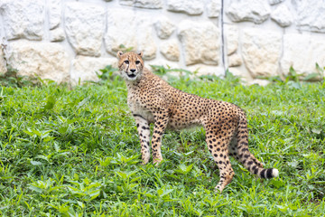 チーター, 子ども