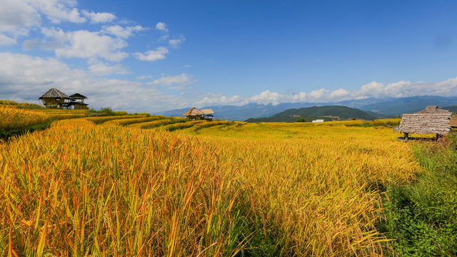 Terraced rice fields at Chiangmai Province in thailand.