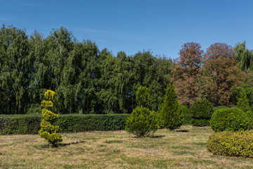 Fototapeta na wymiar Green trees with bushes on grass and blue sky at background