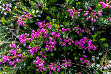 Colorful mountain flowers at 6,500 feet above sea level, BC, Canada