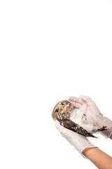 partial view of veterinarian holding wild injured owl isolated on white with copy space