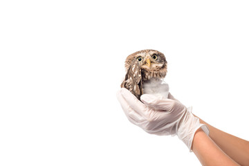 partial view of veterinarian holding wild injured owl isolated on white