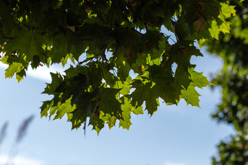 Bottom view of green maple leaves with blue sky at background