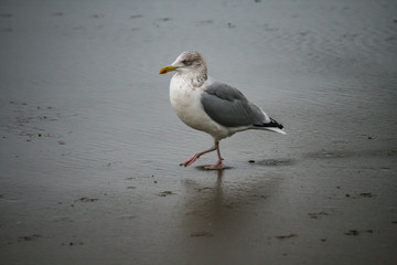 a seagull on the beach of the North Sea