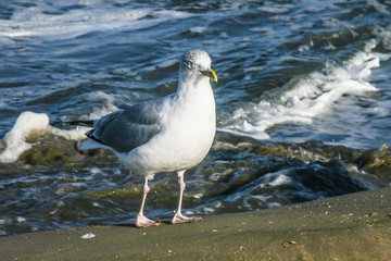 a seagull on the beach of the North Sea