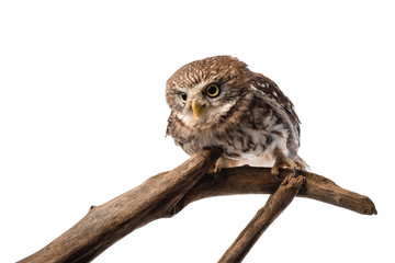 cute wild owl on wooden branch isolated on white