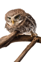 cute wild owl on wooden branch isolated on white