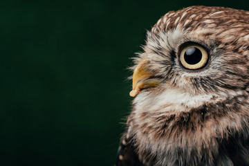 brown cute wild owl isolated on black with copy space