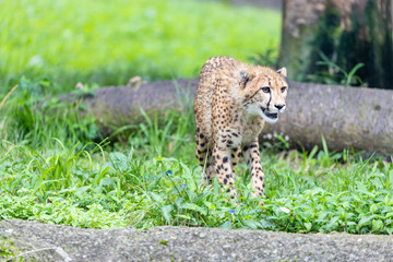 チーター, 子ども