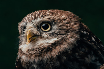 brown cute wild owl isolated on black