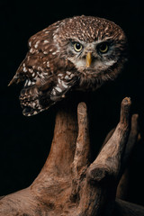brown cute wild owl on wooden branch isolated on black