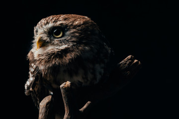 brown cute wild owl on wooden branch isolated on black