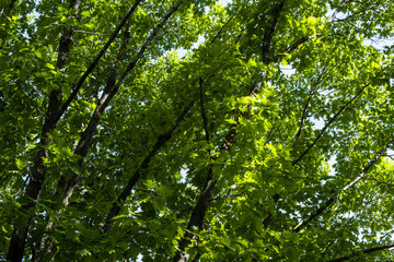 Fototapeta na wymiar Green foliage on tree branches at summertime