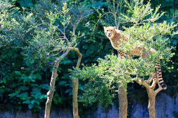 チーター, 子ども