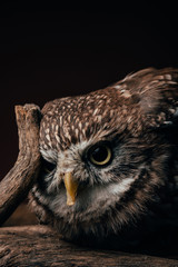 brown cute wild owl on wooden branch isolated on black