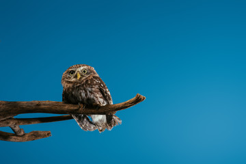cute wild owl sitting on wooden branch isolated on blue with copy space