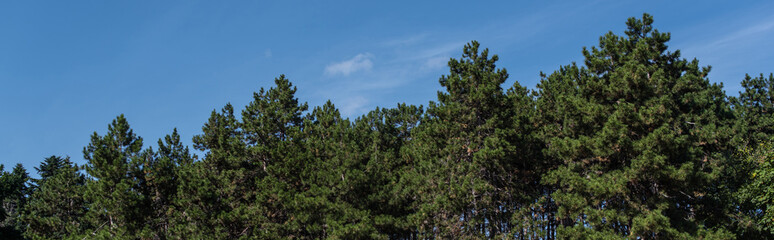 Panoramic shot of fir trees with blue sky at background