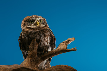 cute wild owl on wooden branch isolated on blue
