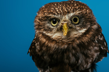 cute wild owl isolated on blue