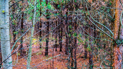 wild forest in summer in Russia