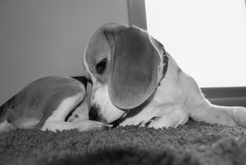Black and white portrait of a Beagle while resting at home