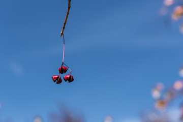 Close up view of red berries on branch with blue sky at background