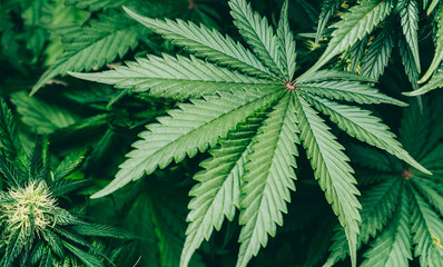 cannabis indica leaves terpenes and marijuana varieties CBD and THC