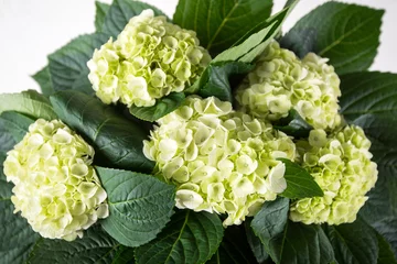 Foto op Aluminium white hydrangea  bouquet © YARphotographer