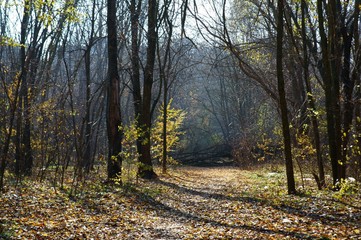 Fototapeta premium road in the forest