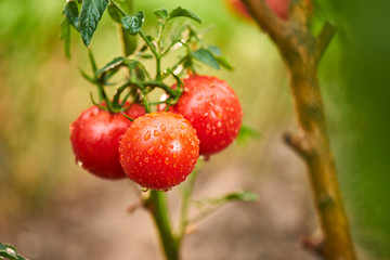 Bunch of ripe natural cherry red tomatoes in water drops growing in a greenhouse  ready to pick