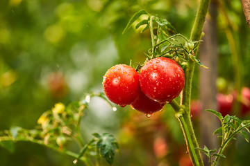 Bunch of ripe natural cherry red tomatoes in water drops growing in a greenhouse  ready to pick