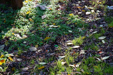 plants in the garden