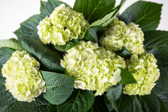 White Hydrangea  Bouquet