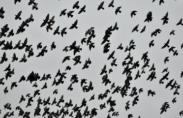 A dove flock obscured the sky.