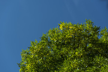 Bottom view of tree branches with green leaves and blue sky at background