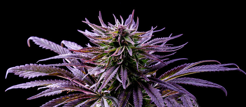 purple marijuana leaf, blue cannabis, beautiful plant on black